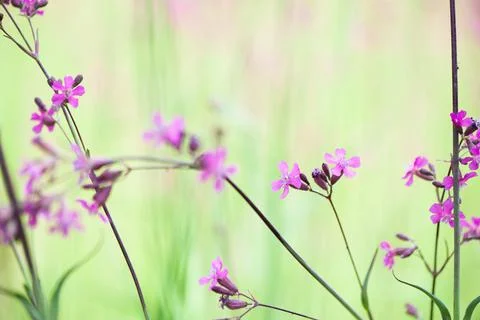 Summer background with flowers. selective focus Stock Photos