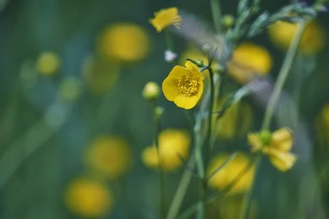  Summer Background. Flowers. Spring Background. Nature Background. Yellow Flo Stock Photos