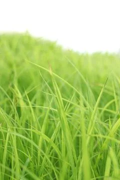 Summer background with fresh grass. Soft Focus. Nature Background. Stock Photos