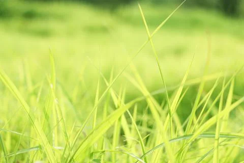 Summer background with fresh grass. Soft Focus. Nature Background. Stock Photos