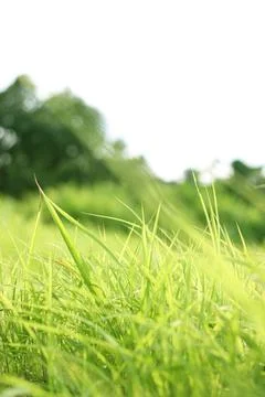 Summer background with fresh grass. Soft Focus. Nature Background. Stock Photos