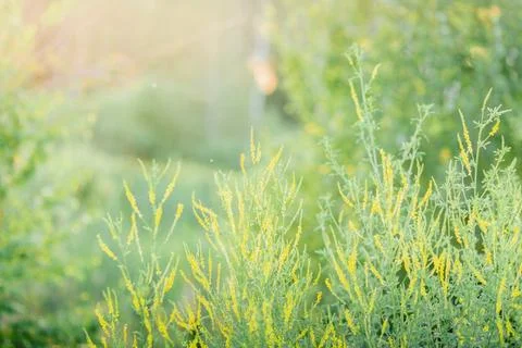 Summer background with grass in a field in the outlined sunset sunlight. Soft Stock Photos