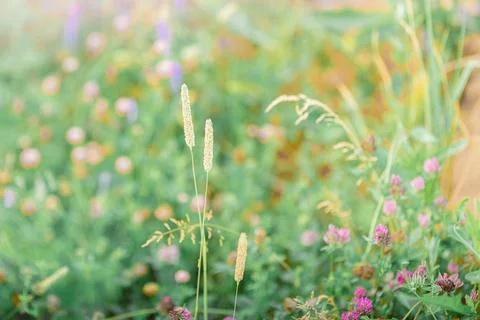 Summer background with grass in a field in the outlined sunset sunlight. So.. Stock Photos