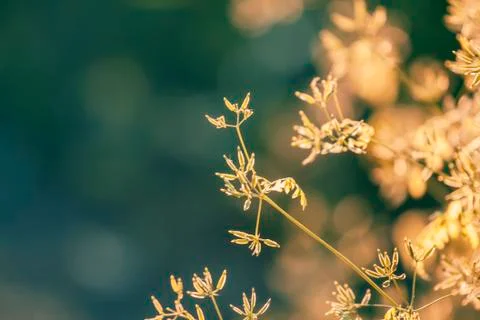Summer background, grass at sunset, backlit with natural bokeh, blurred image Stock Photos