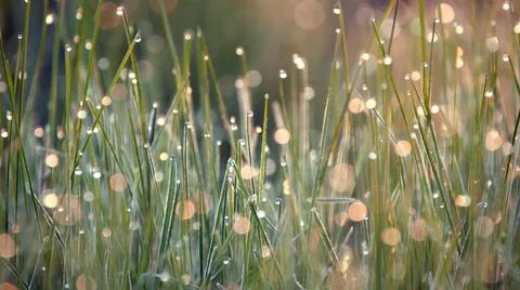 Summer background, green grass with dew drops illuminated by the sun. Stock Photos