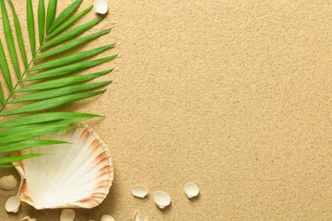 Summer Background with Green Palm Leaf and Shells Stock Photos