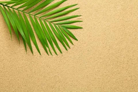 Summer Background with Green Palm Leaf Stock Photos