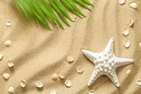 Summer Background with Green Palm Leaf, Starfish and Shells Stock Photos