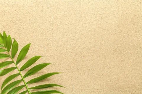 Summer Background with Green Palm Leaf Stock Photos