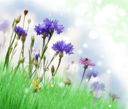 Summer background Stock Illustration