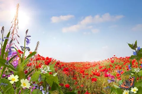 Summer background Stock Illustration