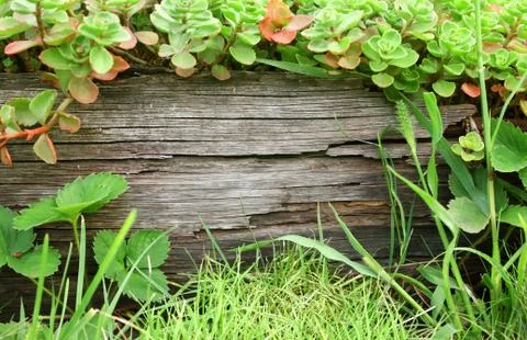 Summer background Stock Illustration