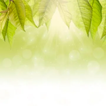 Summer background. Stock Illustration