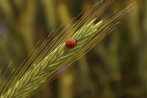 Summer background: ladybug crawling along a spikelet, close-up Stock Photos