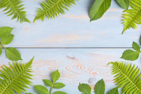 Summer background of leaves Stock Photos