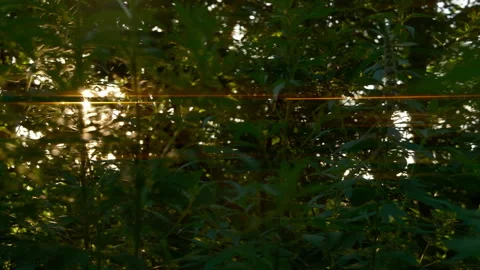 Summer background leaves, ray of sun. cinematic Stock Footage 279003732