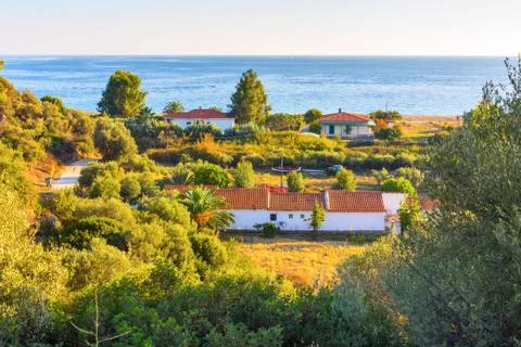 Summer background with olive trees Stock Photos