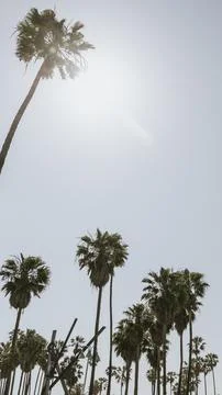 Summer background, palm trees in the summer Stock Photos