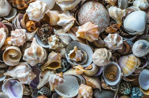 Summer background pattern from seashells 1 Stock Photos