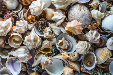 Summer background pattern from seashells 库存照片