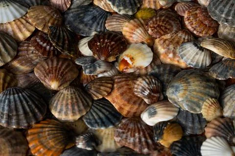 Summer background pattern from seashells. Shell close-up. Ocean coast. Seashells Stock Photos