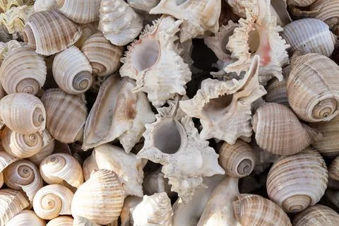 Summer background pattern from seashells. Shell close-up. Ocean coast. Seashe Foto stock