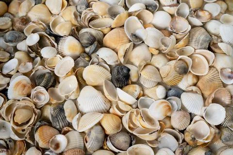 Summer background pattern from seashells. Shell close-up. Ocean coast. Seashells Stock Photos