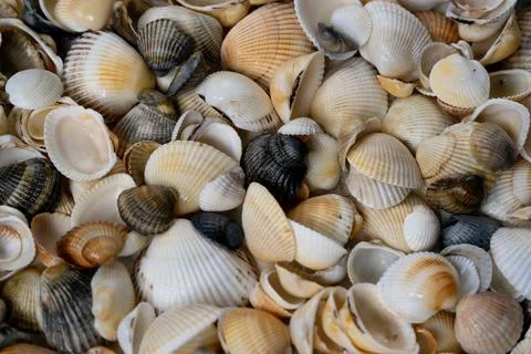 Summer background pattern from seashells. Shell close-up. Ocean coast. Seashells Stock Photos