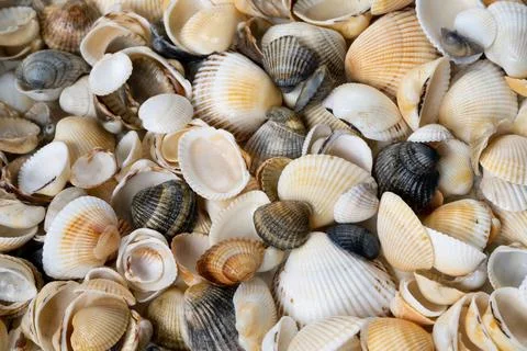 Summer background pattern from seashells. Shell close-up. Ocean coast. Seashells Stock Photos