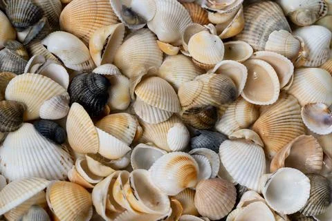 Summer background pattern from seashells. Shell close-up. Ocean coast. Seashells Foto stock