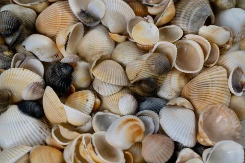 Summer background pattern from seashells. Shell close-up. Ocean coast. Seashells Foto stock