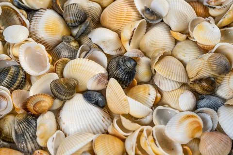 Summer background pattern from seashells. Shell close-up. Ocean coast. Seashells Stock Photos