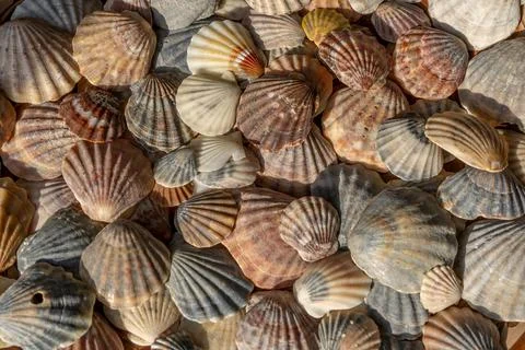 Summer background pattern from seashells. Shell close-up. Ocean coast. Seashells Stock Photos