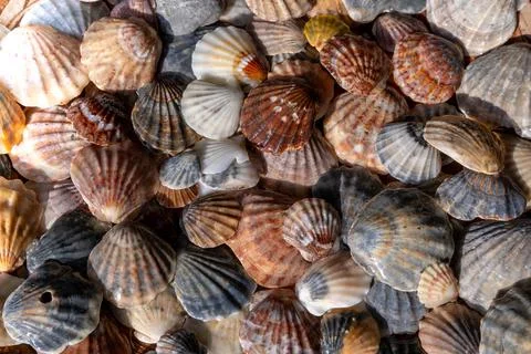 Summer background pattern from seashells. Shell close-up. Ocean coast. Seashells Foto stock