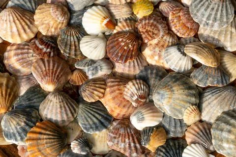 Summer background pattern from seashells. Shell close-up. Ocean coast. Seashells Stock Photos