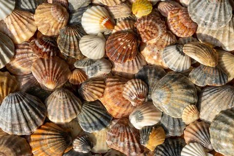 Summer background pattern from seashells. Shell close-up. Ocean coast. Seashells Stock Photos