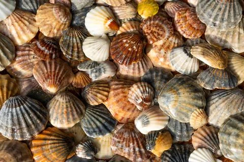Summer background pattern from seashells. Shell close-up. Ocean coast. Seashells Stock Photos