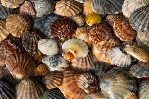 Summer background pattern from seashells. Shell close-up. Ocean coast. Seashells Stock Photos
