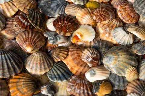 Summer background pattern from seashells. Shell close-up. Ocean coast. Seashells Stock Photos