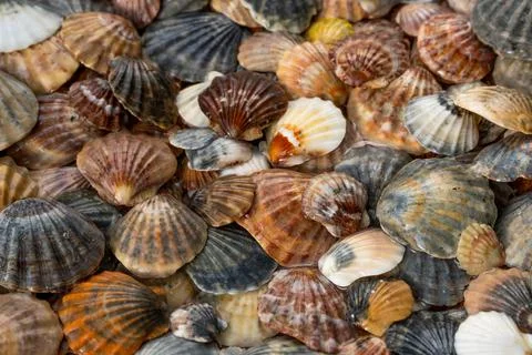 Summer background pattern from seashells. Shell close-up. Ocean coast. Seashells Stock Photos