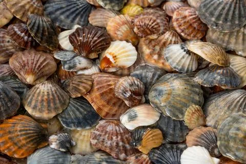 Summer background pattern from seashells. Shell close-up. Ocean coast. Seashells Foto stock