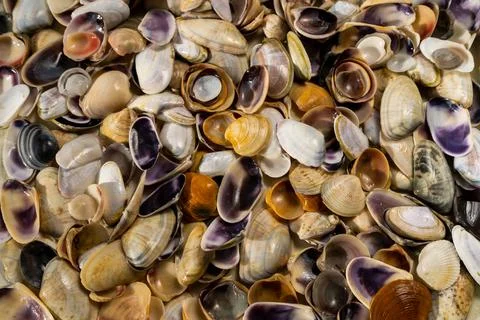 Summer background pattern from seashells. Shell close-up. Ocean coast. Seashells Foto stock