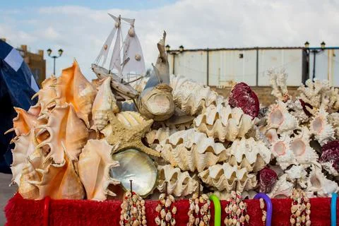 Summer background pattern from seashells. Shell close-up. Ocean coast. Seashe Stock Photos