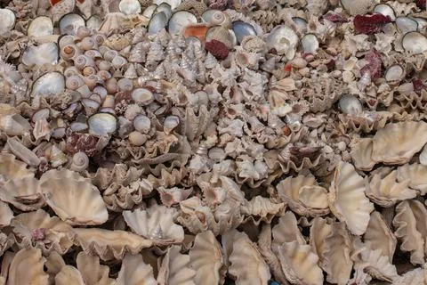 Summer background pattern from seashells. Shell close-up. Ocean coast. Foto stock