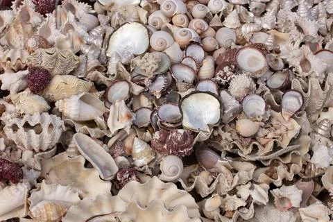 Summer background pattern from seashells. Shell close-up. Ocean coast. Stock Photos