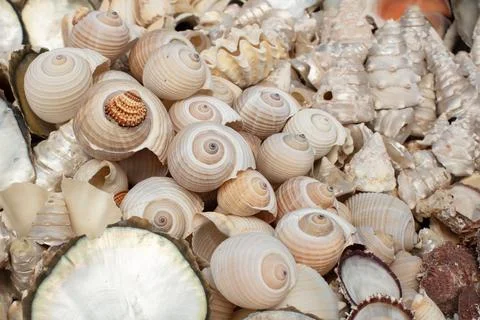 Summer background pattern from seashells. Shell close-up. Ocean coast. Stock Photos