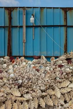 Summer background pattern from seashells. Shell close-up. Ocean coast. Foto stock