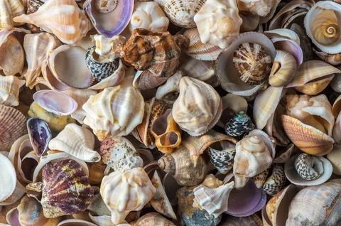 Summer background pattern from seashells. Shell close-up. Stock Photos