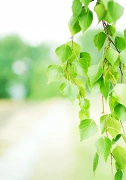 Summer background Stock Photos