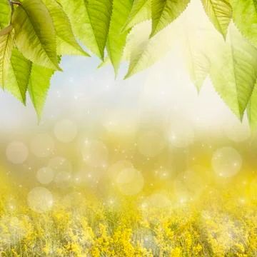 Summer background. Stock Photos